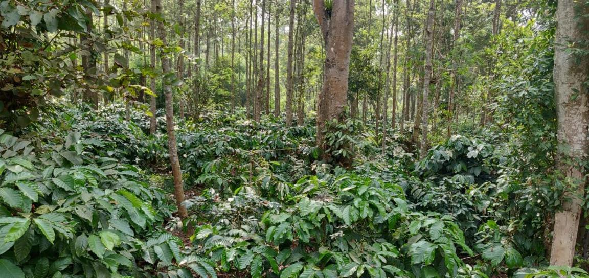 RAI COTTAGE @ Coorg ,Suntikoppa Luaran gambar